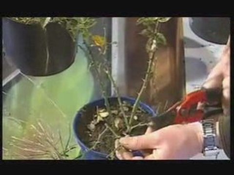Taille du mois de mars - hubert le jardinier