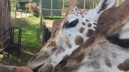 Mogo Zoo reopens