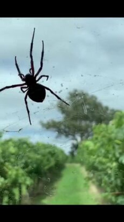 Spiders in the vineyard