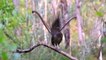 Lyrebird mimics other birds