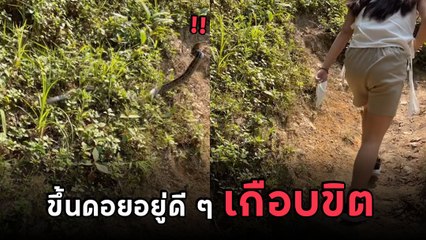 หัวใจจะวาย ! สาวเดินขึ้นดอยเจองูพุ่งฉก เที่ยวอยู่ดี ๆ กลายเป็นนาทีเฉียดตาย !!