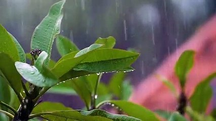 Close Up Shot Rain Drops Falling On Leaves
