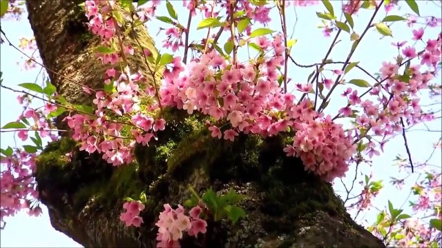 Frédéric Chopin - Spring Waltz