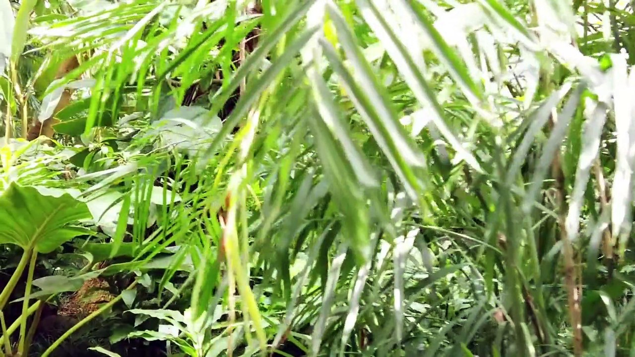 5 minute morning Meditation | Nature Meditation -Meditative Mind