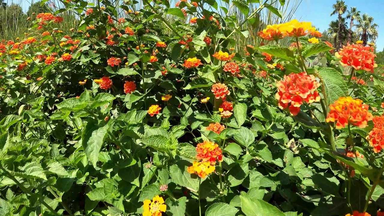 Album of Flowers -  4K Flower Videos | Nature Meditation