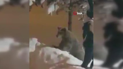 Sarıkamış'ta boz ayının insan maketiyle sınavı kamerada