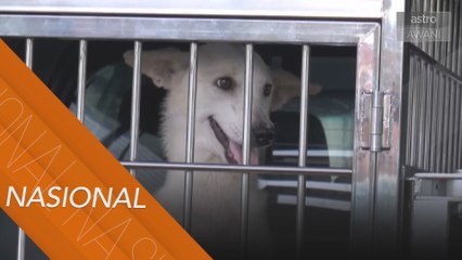 Aniaya Haiwan | Waran tangkap untuk lelaki tidak hadir perbicaraan