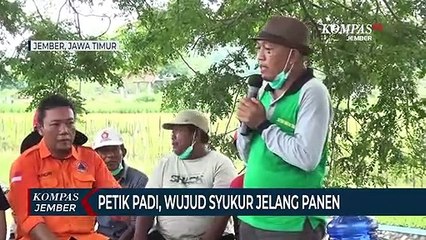 Tradisi Petik Padi, Wujud Syukur Petani Jelang Panen