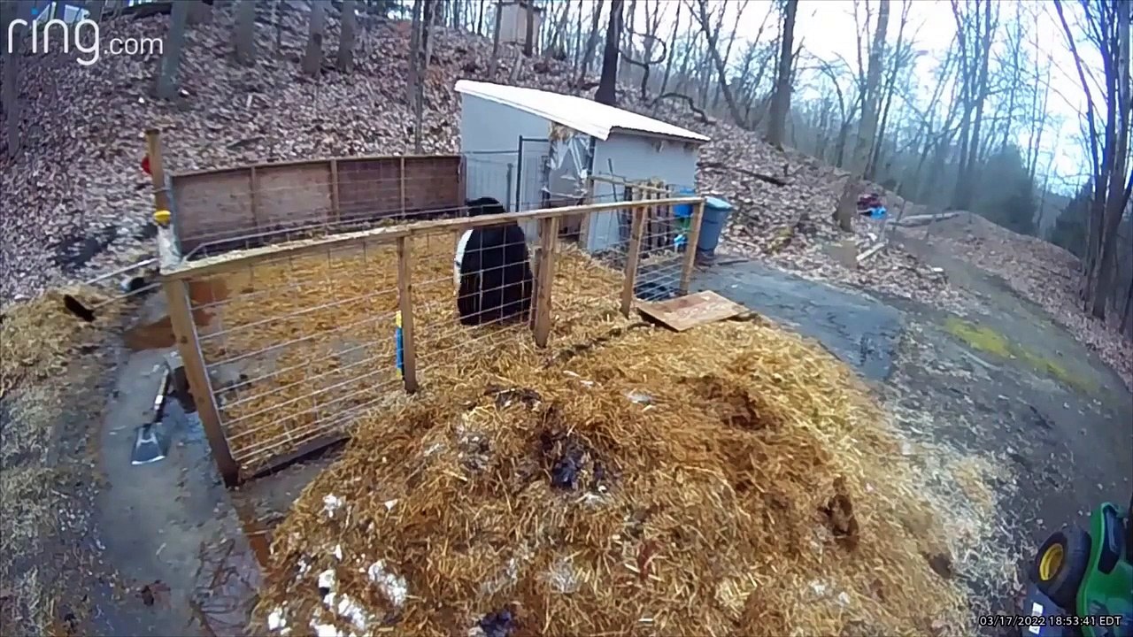 Le cochon qui ne se laisse pas faire en expulsant un ours de l'enclos