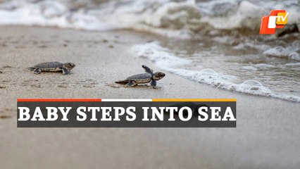 WATCH: Baby Turtles Rush Towards Sea After Release