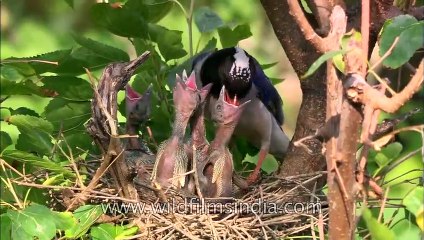 Inside secrets of bird nesting revealed!