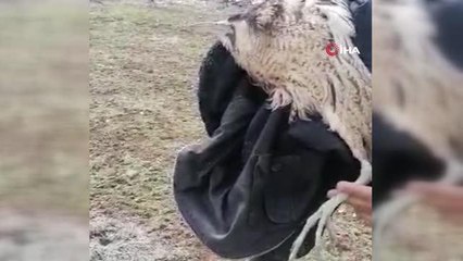 Nesli tükenmekte olan Balaban kuşu kurtarılamadı