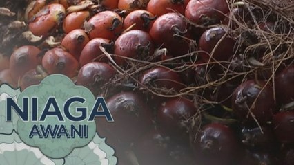 Niaga AWANI: Apa isu utama minyak sawit yang dibincangkan?