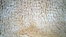 حيوان الغوريلا عندما يستيقض من النوم