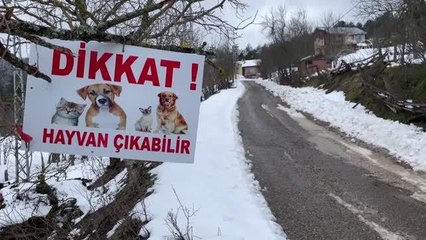 KASTAMONU - İstanbul'da çöpte bulduğu kedilere köyünde özenle bakıyor