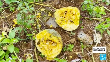 Île Maurice : passage de deux cyclones et des conséquences catastrophiques pour l'agriculture