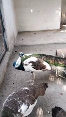Cute Peacock  Video By Kingdom of Awais