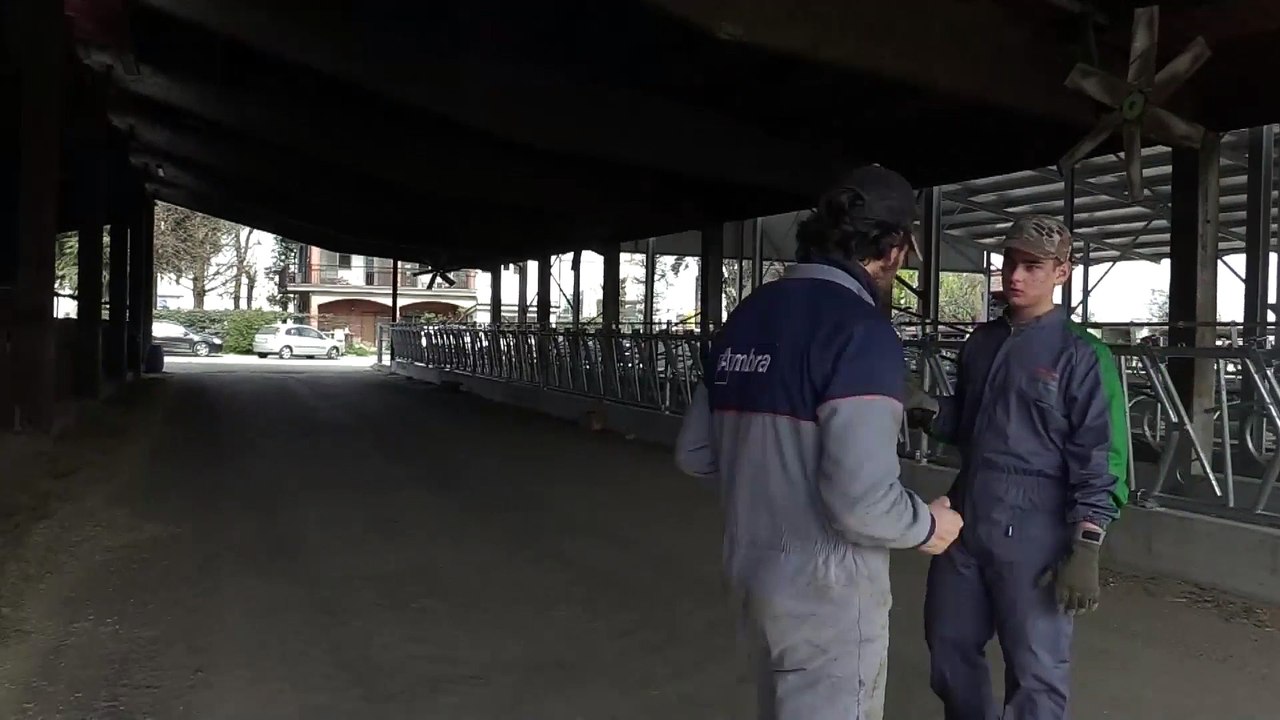 Mangimi e bollette costano troppo: l'allevatore è costretto ad abbattere gli animali