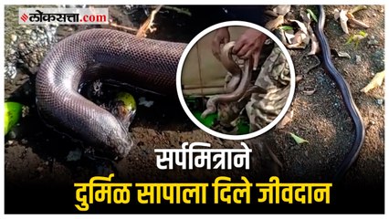 दुर्मिळ मांडूळ जातीच्या सापाला सर्पमित्राने दिले जीवदान