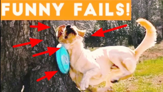 Pour des moments amusants avec des animaux