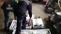 Confiscan 57 kilos de pescado en restaurantes del norte de Tenerife