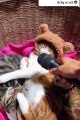 Os vídeos mais engraçados de gatos e cachorros atrapalhados