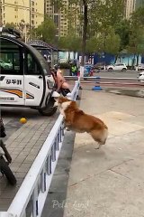 Cool Cats and Dogs Messing