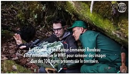 Les animaux, nous les aimons, sauvons-les : le tigre