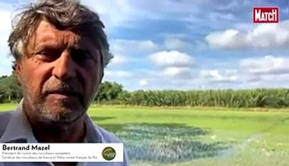 Du riz de Camargue aux célèbres musiques gitanes
