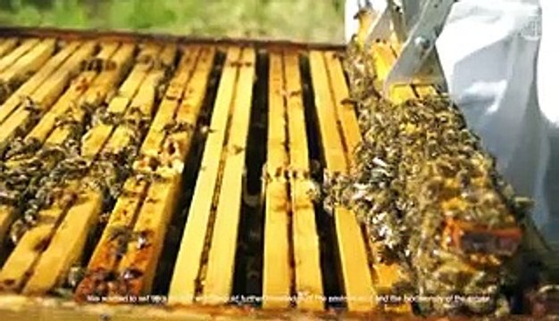 Au cœur de la biodiversité des jardins du château de Versailles