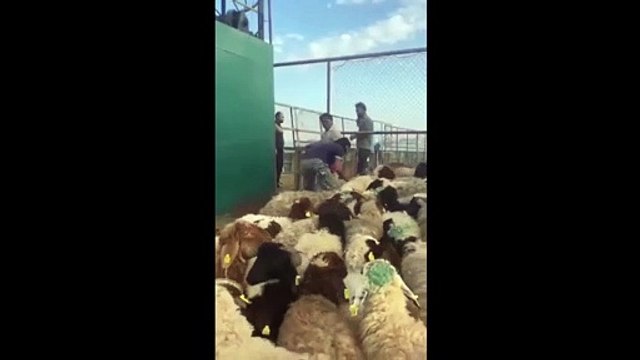 'Uçaklarla Katar’a hayvanlar böyle gönderiliyor'
