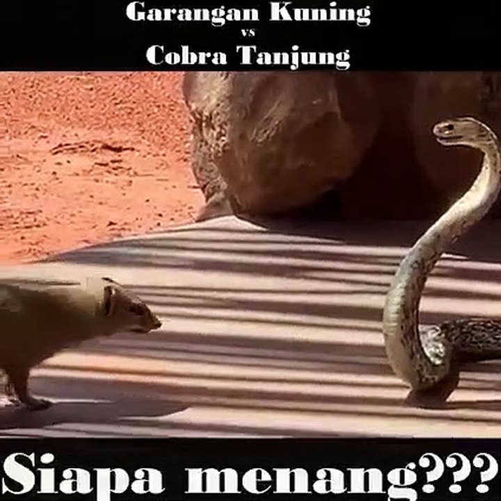 Musang vs ular cobra