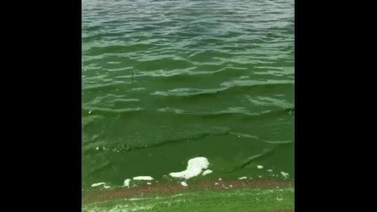 Lake Albert Algae