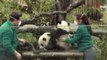 Madrid Hayvanat Bahçesi'nde dünyaya gelen ikiz pandalar ilk kez kamuoyu karşısına çıktı