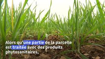 Dans les Deux-Sèvres, chercheurs et agriculteurs coopèrent pour réduire les produits chimiques
