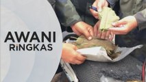 AWANI Ringkas: PGA gagalkan cubaan seludup 1 tan ketum | 10 tahun untuk Golongan miskin pulih pandemik