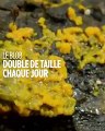 Le mystère du blob : l'espèce qui ne veut pas mourir