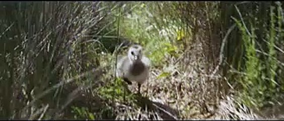 Bande-annonce : "Donne-moi des ailes" vous fera voler