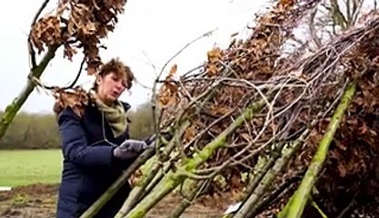 Vidéo : la replantation de l’Allée de Saint-Cyr