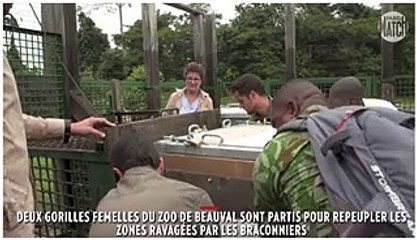 Retour au bercail pour les gorilles