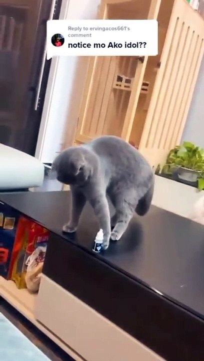 The_cat_understands