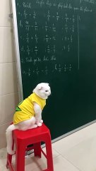 Thầy mèo (Cat teacher)  - Pet Island