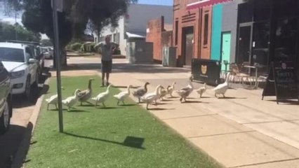 Geese crossing the road