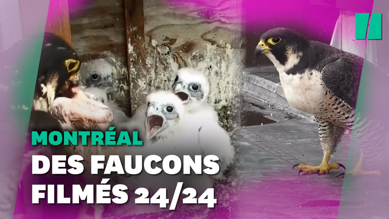 Cette "télé-réalité de faucons" n'a rien à envier aux "Marseillais"