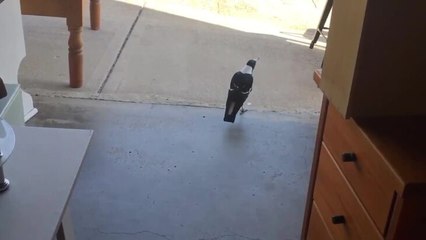 Daily Advertiser: Turvey Park magpie's uncanny impressions