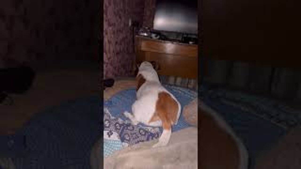 Do Not Disturb the Dog
