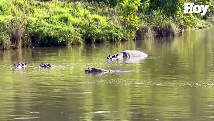 Toxic Crow compra terreno que era propiedad de Pablo Escobar