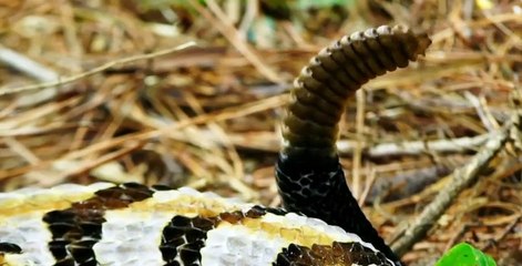 Secrets of Skin S01 E05