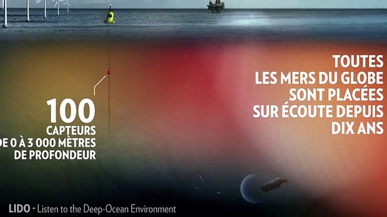 Pollution sonore marine : notre vacarme menace les océans