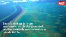 EVASION : La grande barrière de corail : un joyau de la nature en péril